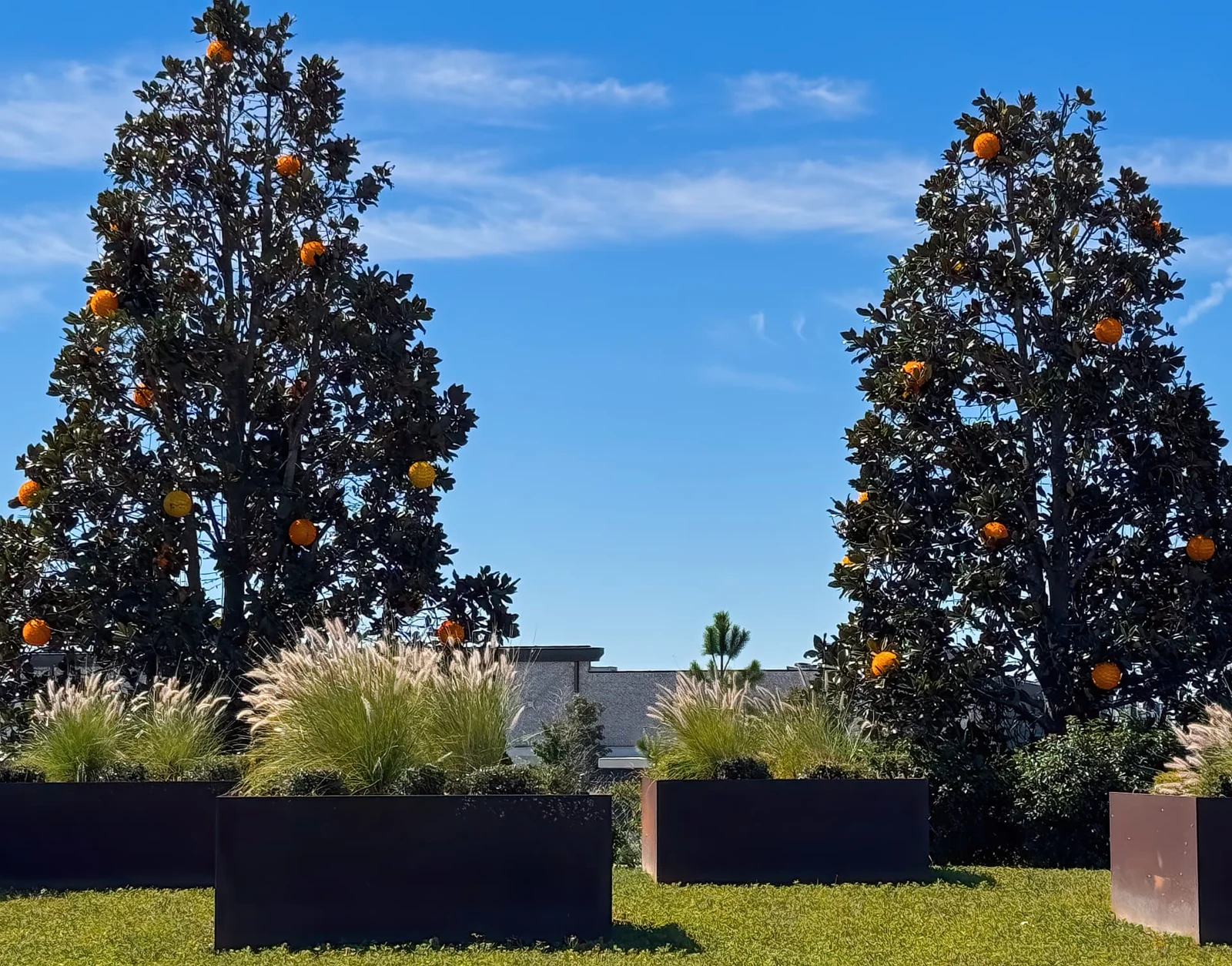 Orange-themed trees and landscaping in Horizon West